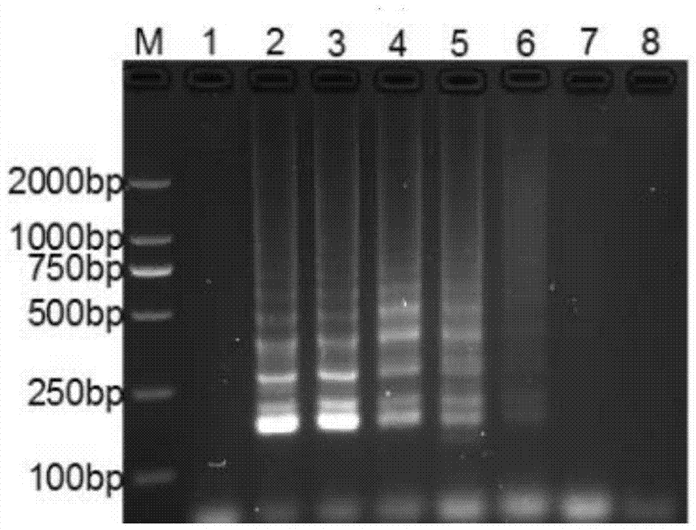 Lamp Detection Kit for Porcine Epidemic Diarrhea Virus