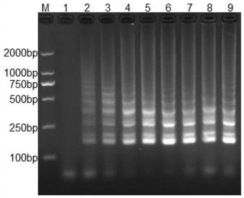 Lamp Detection Kit for Porcine Epidemic Diarrhea Virus