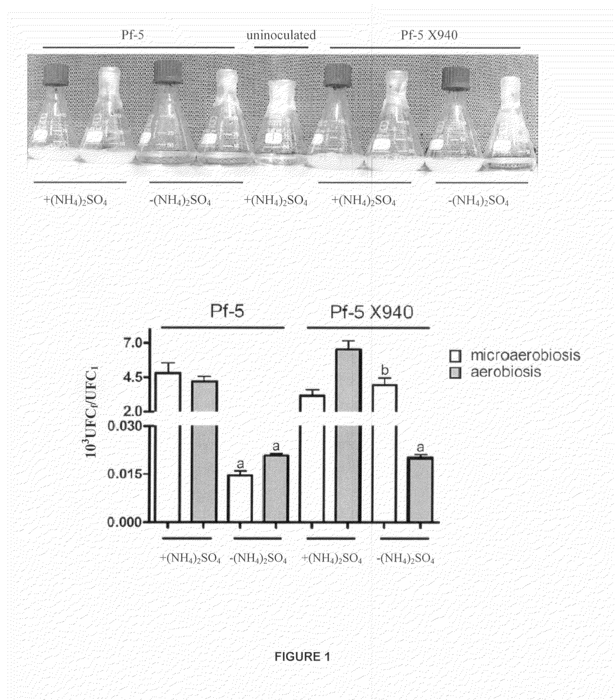 Recombinant nitrogen-fixing bacterial strain, inoculum containing the same and application methods