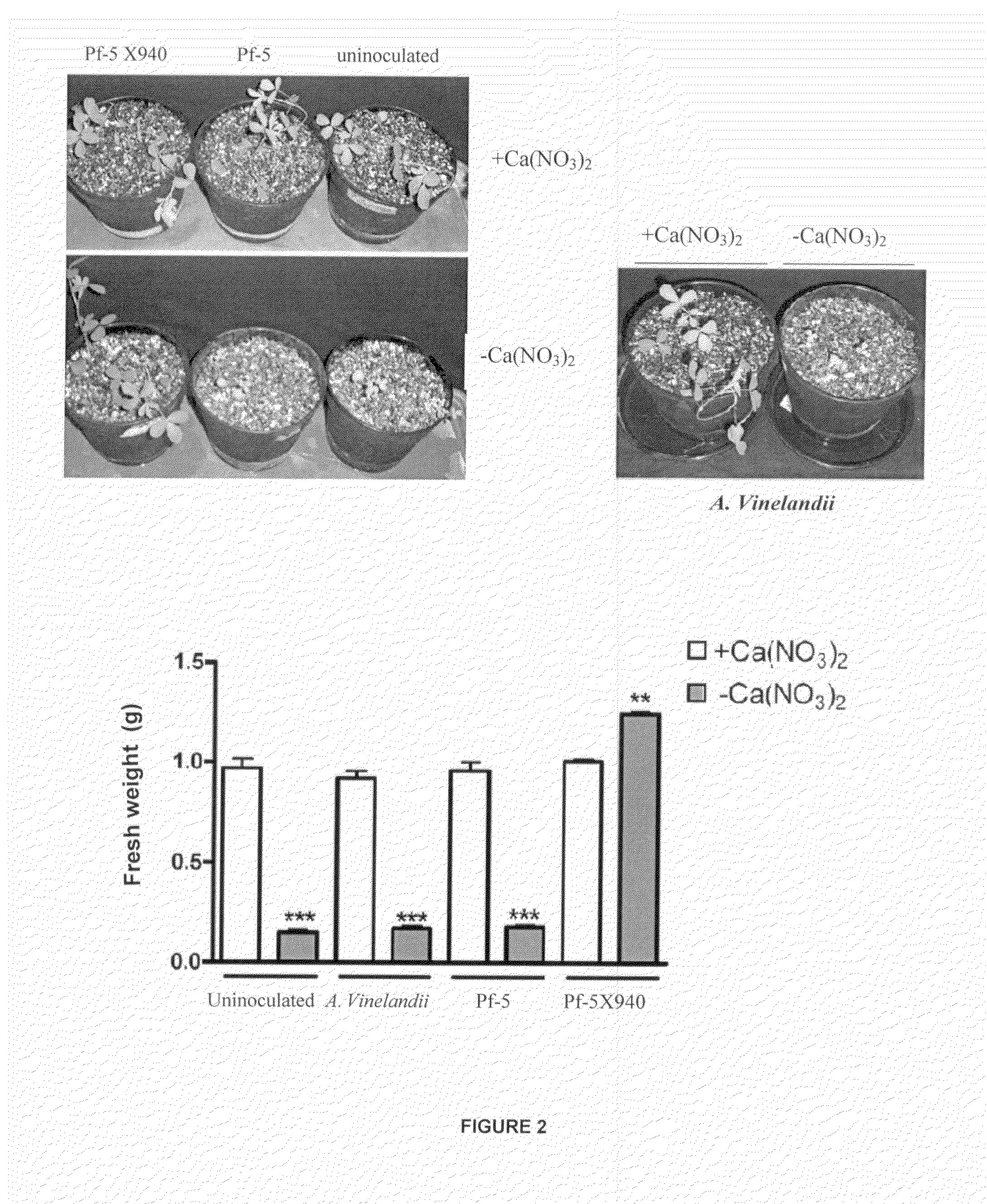 Recombinant nitrogen-fixing bacterial strain, inoculum containing the same and application methods