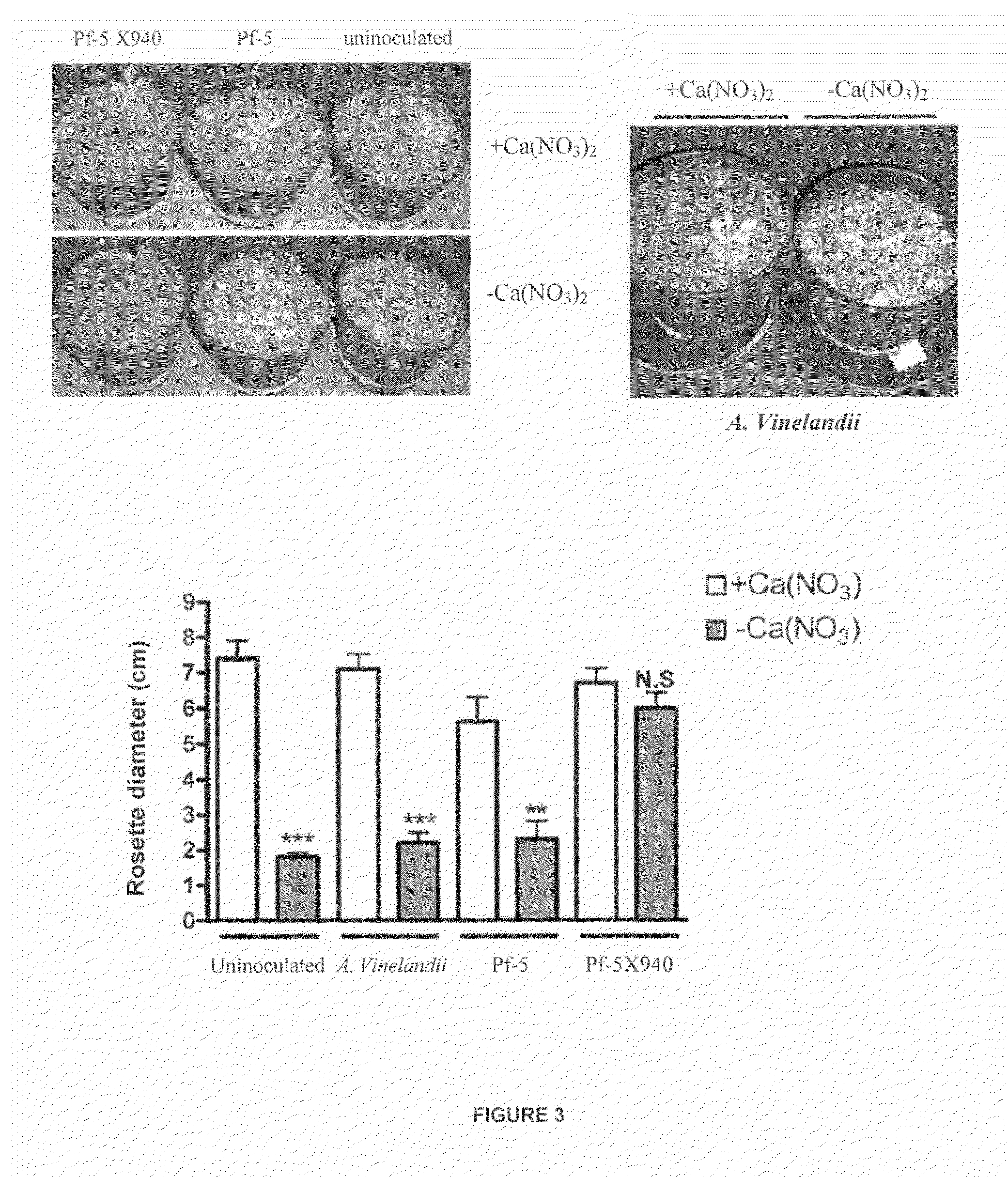 Recombinant nitrogen-fixing bacterial strain, inoculum containing the same and application methods