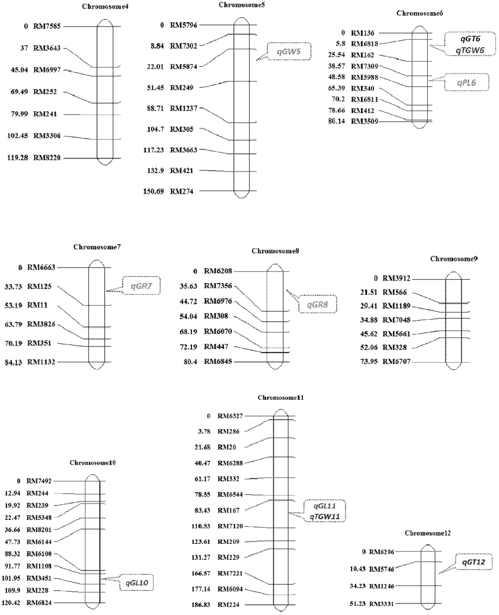 Clone and application of semi-dominant gene qGL3 capable of controlling grain length and grain weight of rice kernel