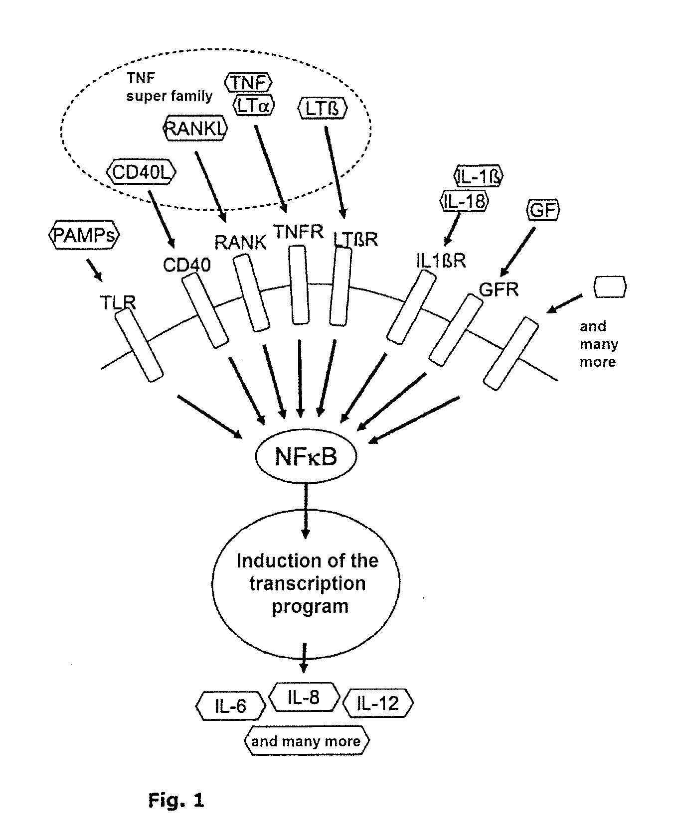 Nf-kb signaling pathway-manipulated dendritic cells