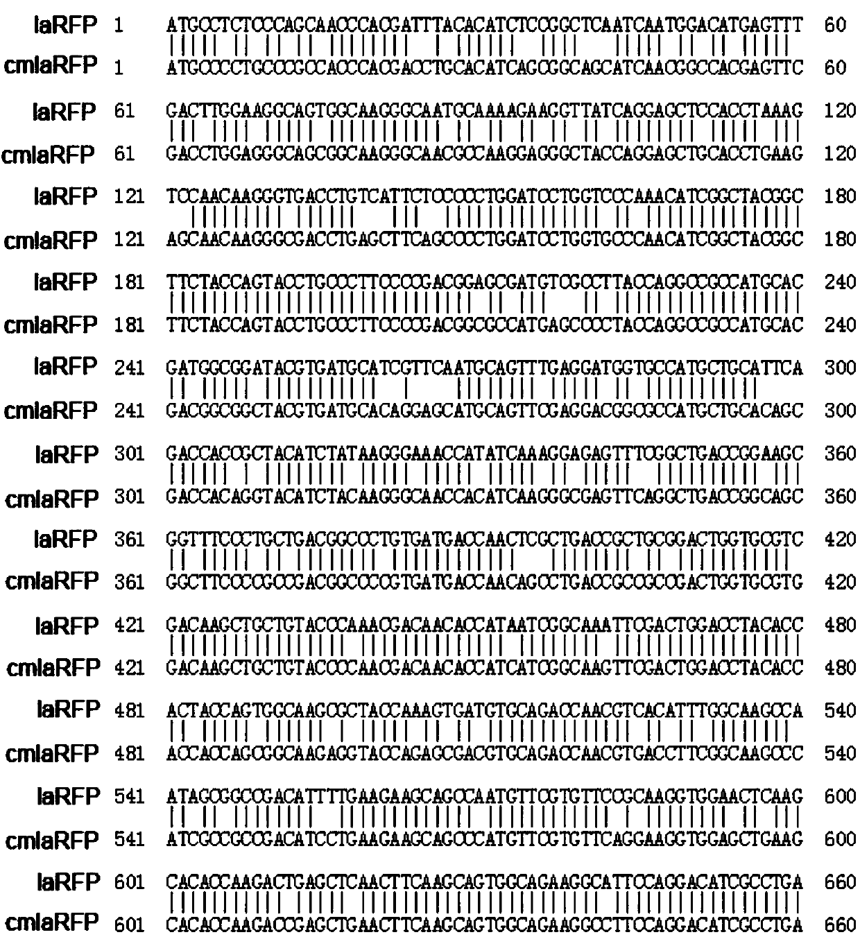 Recombinant herpes simplex virus carrying fluorescent Timer gene capable of discoloring, preparation method and application thereof