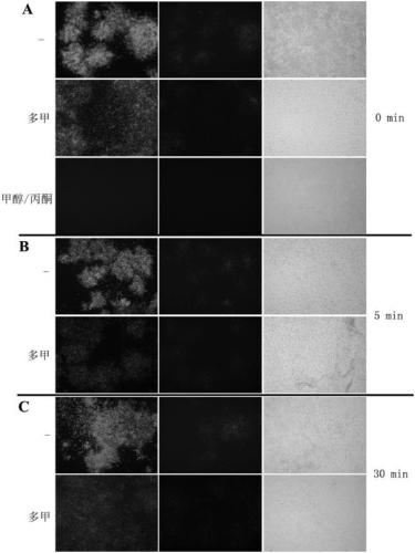 Recombinant herpes simplex virus carrying fluorescent Timer gene capable of discoloring, preparation method and application thereof