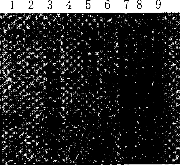 Rape sodium-hydrogen pump transport protein coding sequence and application thereof