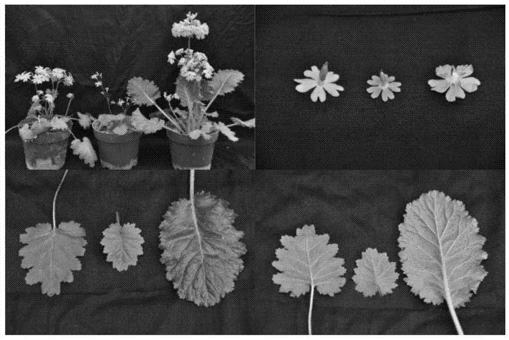 Method of obtaining primula forbesii and primula saxatilis interspecific hybrid by utilizing immature embryo rescue technology