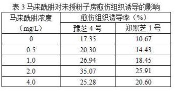 Sesamum indicum unpollinated ovary in-vitro culture callus induction method