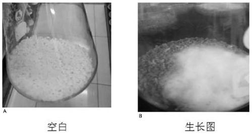 Aspergillus fungus and application thereof