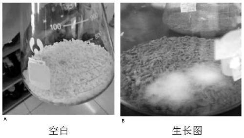 Aspergillus fungus and application thereof