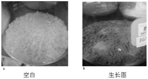 Aspergillus fungus and application thereof