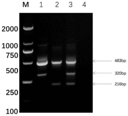 ARMS-PCR primer of sulfanilamide drug-resistant eimeria tenella and molecular detection method thereof