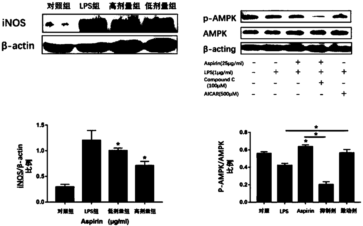 Application of aspirin in preparation of drugs for treating IVDD (intervertebral disc degeneration)