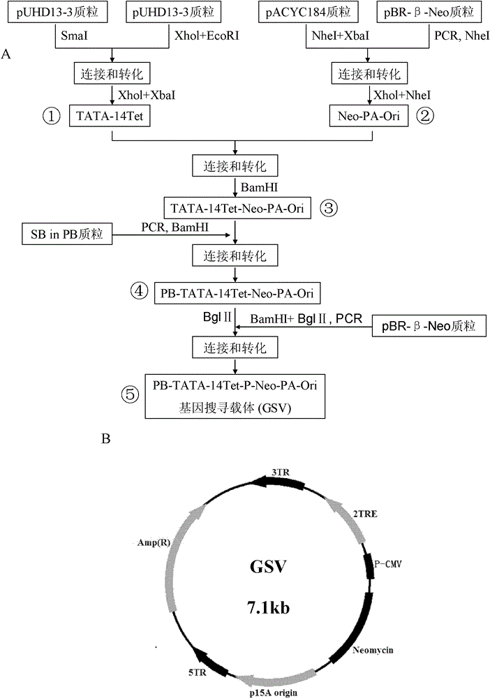 Gene search vector, random gene mutation control method and application thereof