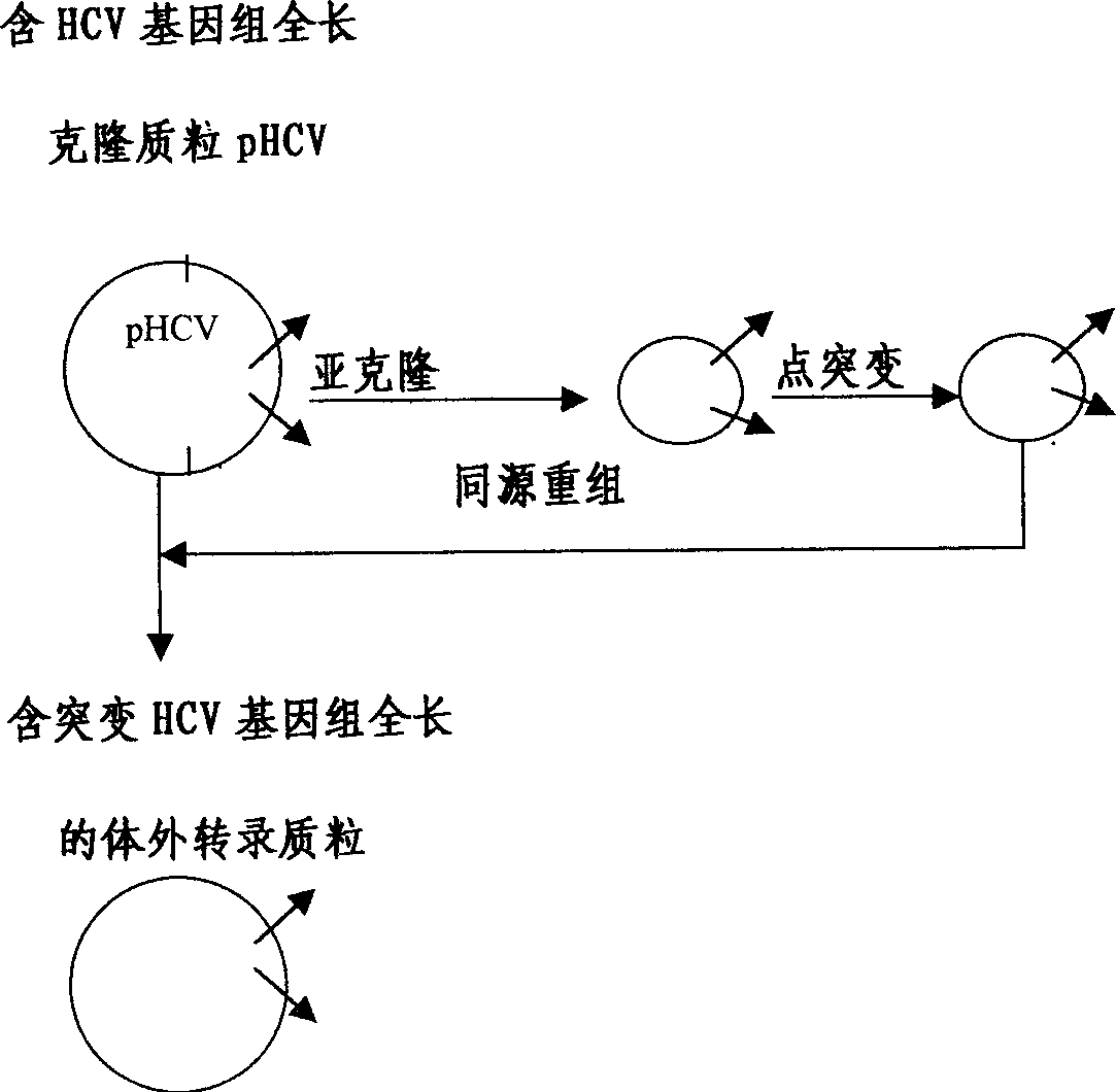 Hepatitis C virus and its external cell culture method