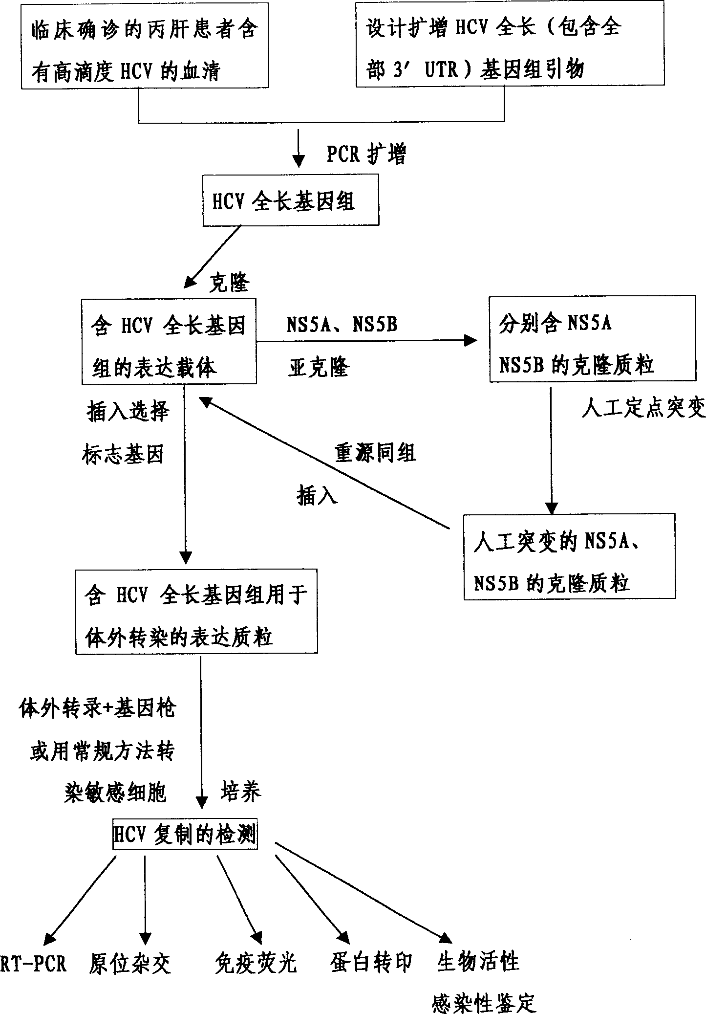 Hepatitis C virus and its external cell culture method