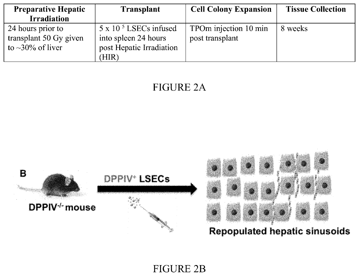 Methods for mitigating liver injury and promoting liver hypertrophy, regeneration and cell engraftment in conjunction with radiation and/or radiomimetic treatments