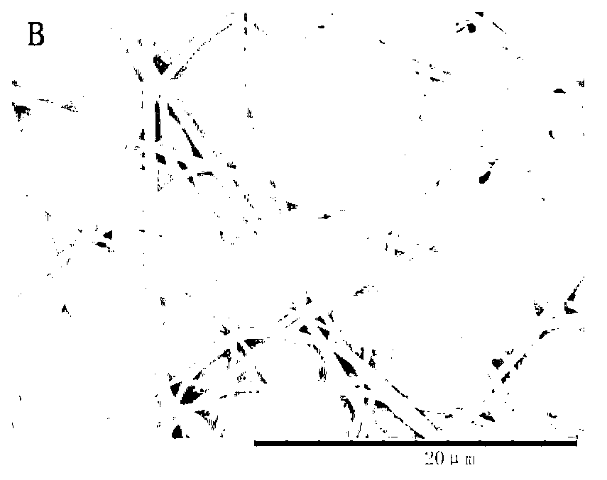 Preparation method of galactose vinyl ester/isopropyl acrylamide copolymer nanofiber membrane