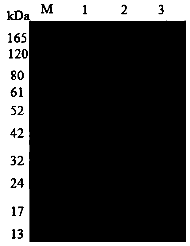 Halohydrin dehalogenase mutant and application thereof