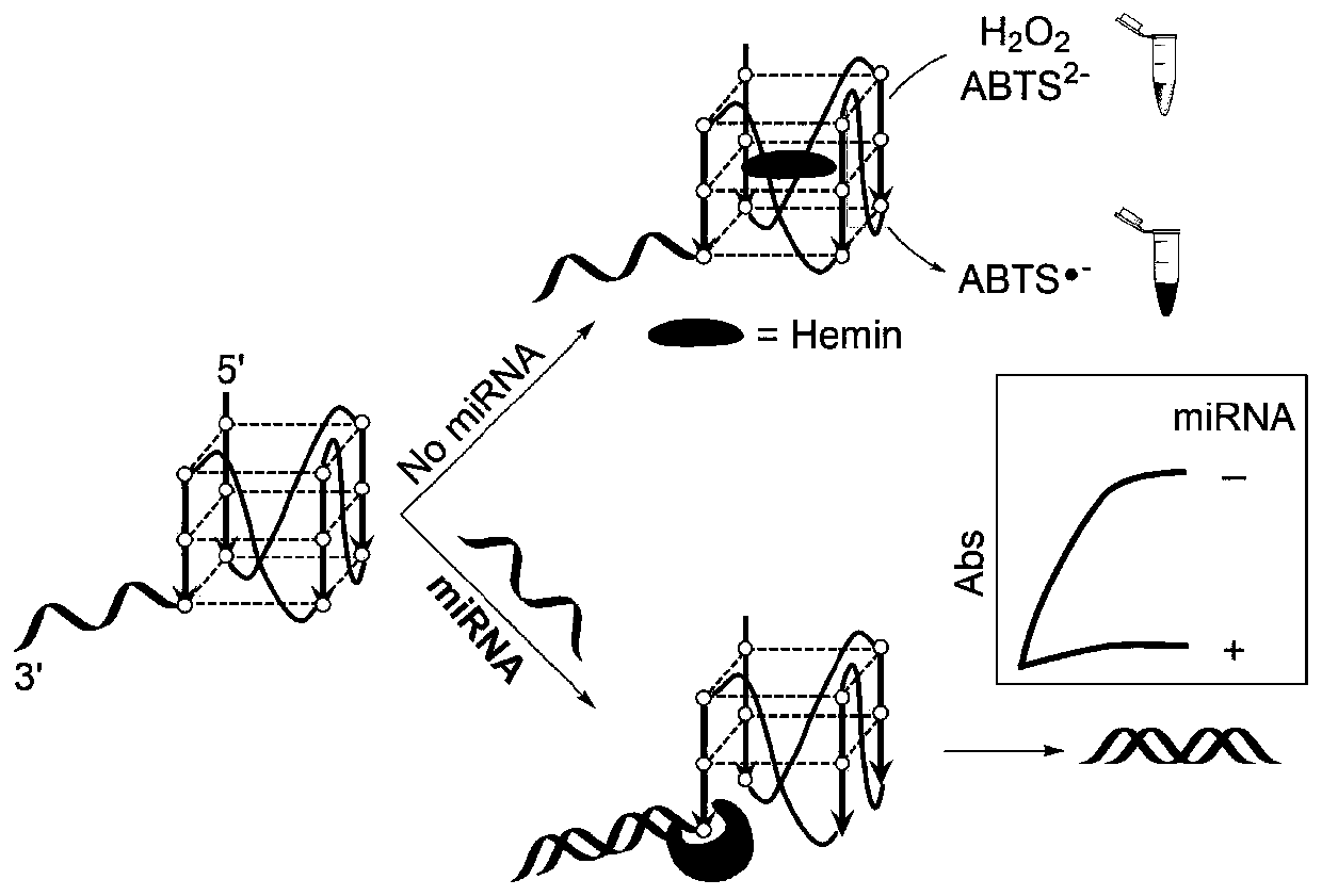 Detection method for visual recognition of microRNA (Ribonucleic Acid) on the basis of G-quadruplex probe structure unwinding