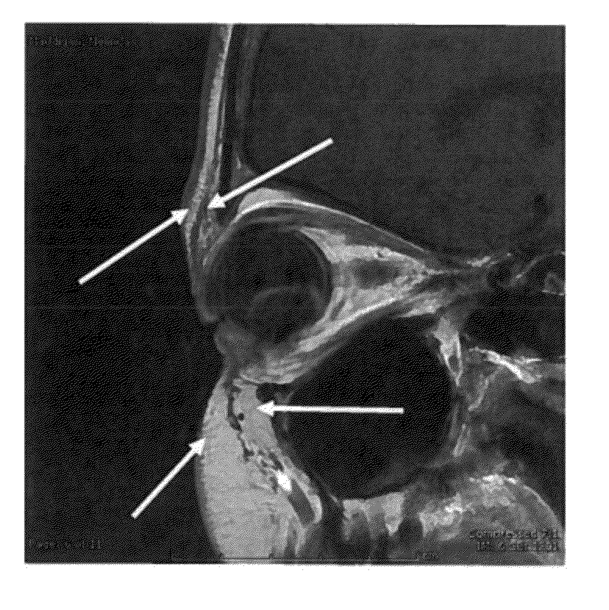 Extended Length Botulinum Toxin Formulation for Human or Mammalian Use