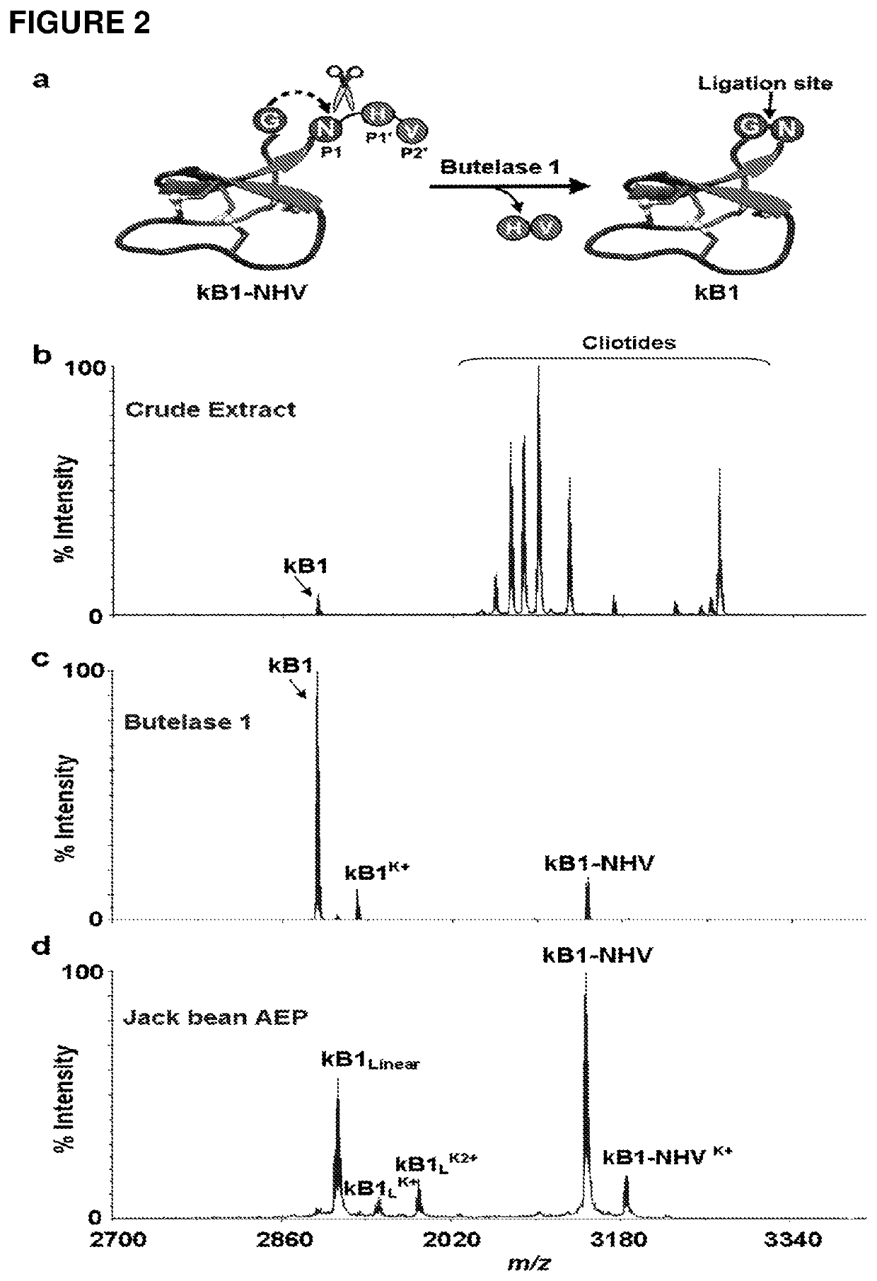 Asx-specific protein ligase