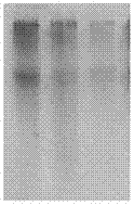 Anaerobic packing low-temperature and high-dosage-rate irradiation sterilization method of gelatin