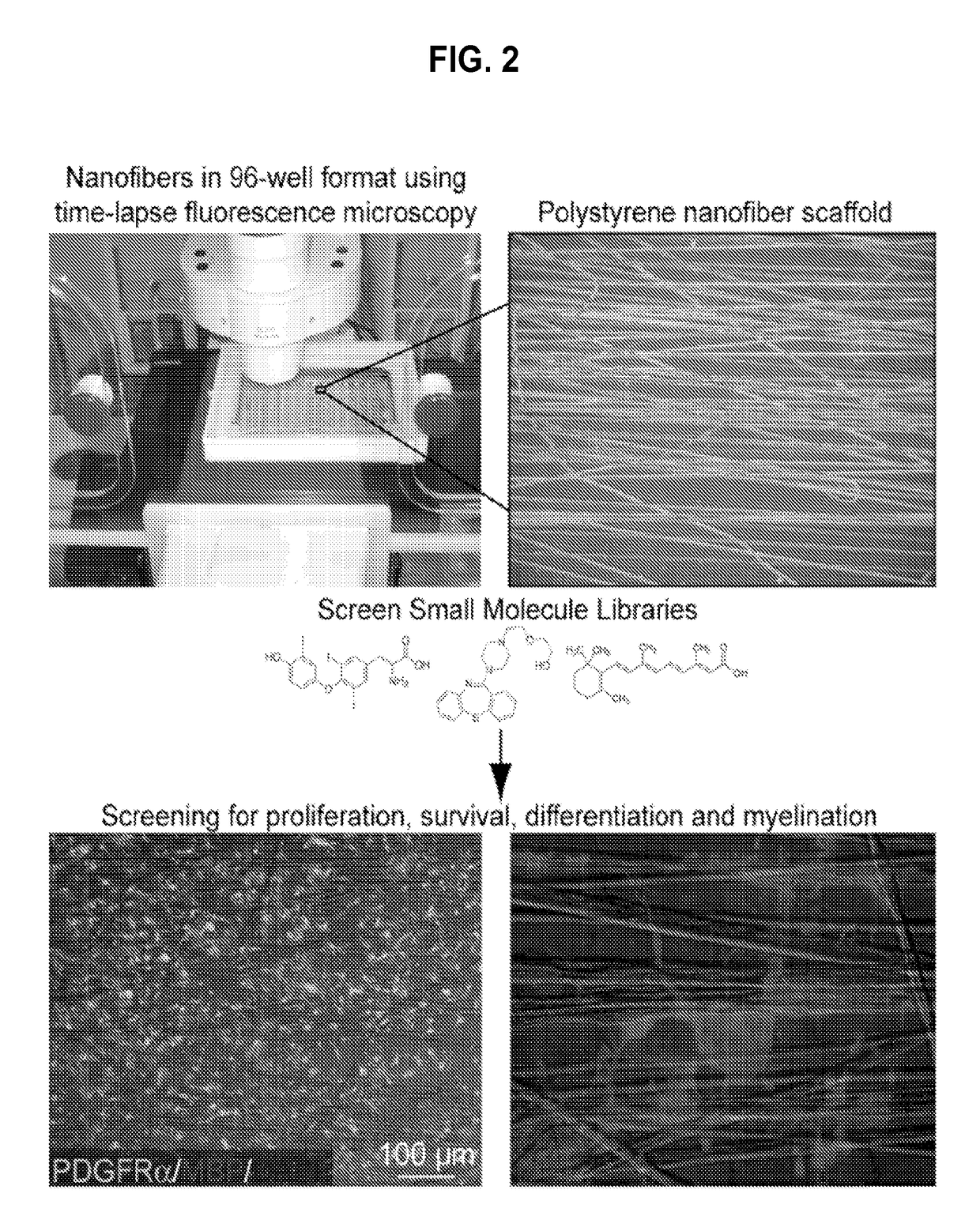 Micropillar arrays for assaying myelination