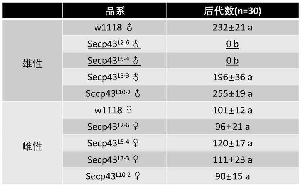 Application of protein secp43 or its encoding gene in regulating male fertility of Drosophila melanogaster