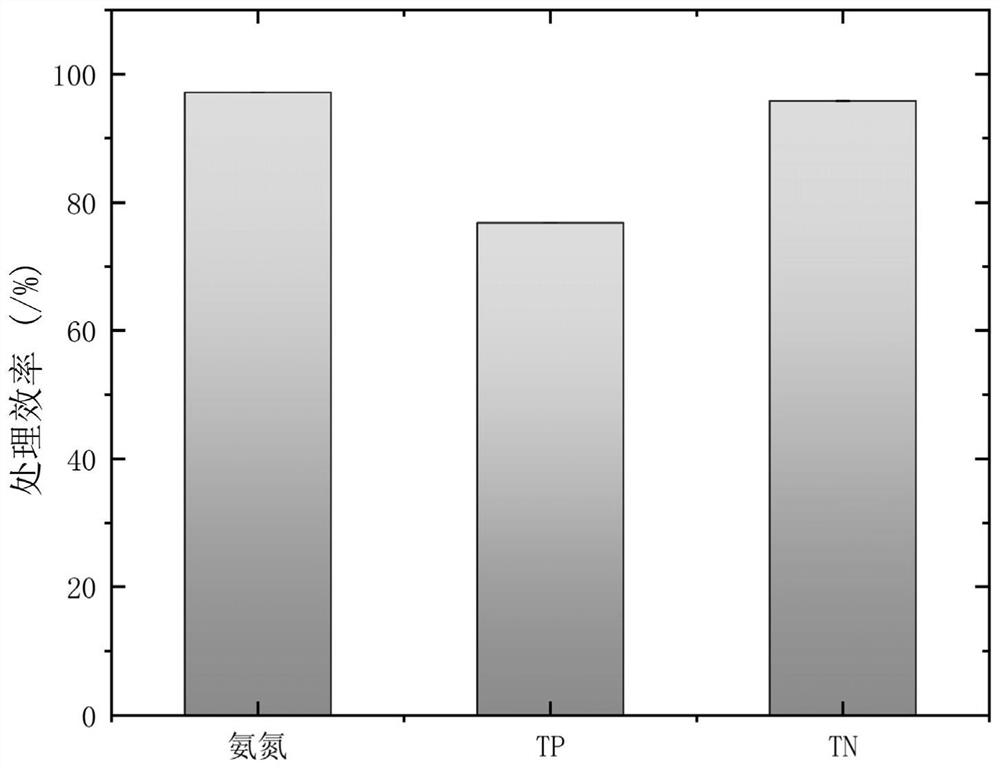 Method for treating aquaculture tail water by utilizing immobilized photosynthetic bacteria flora