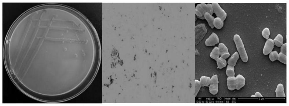 Gordonia rubripertincta, application and pigment production method