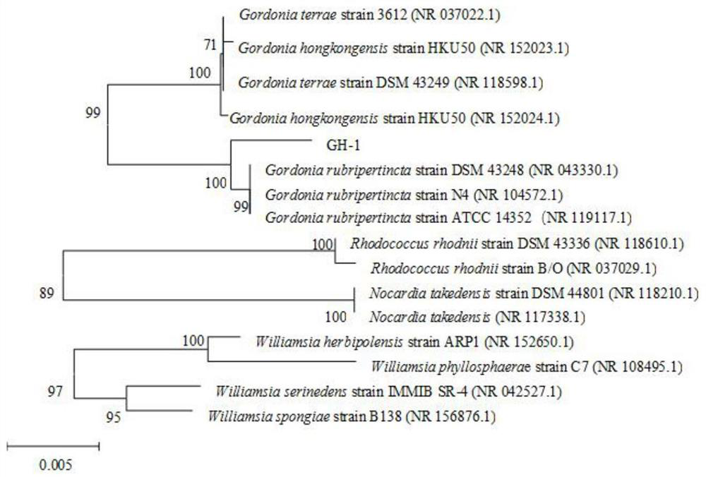 Gordonia rubripertincta, application and pigment production method