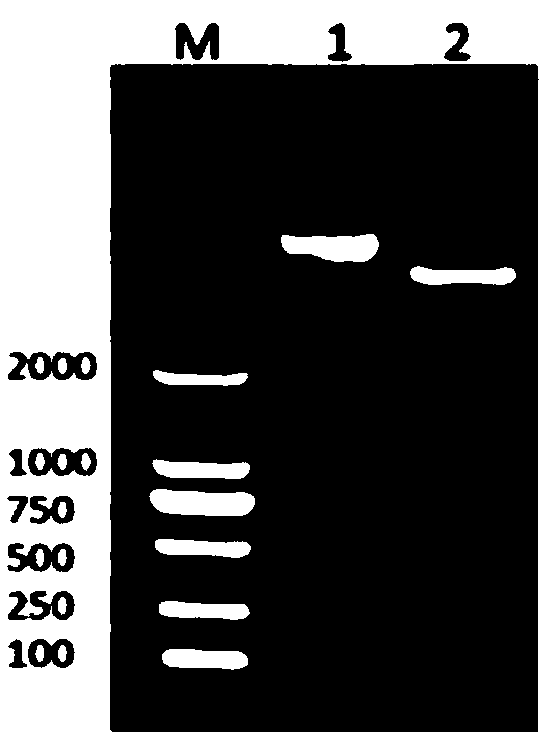 Brucella antibody competitive AlphaLISA detection kit and detection method thereof