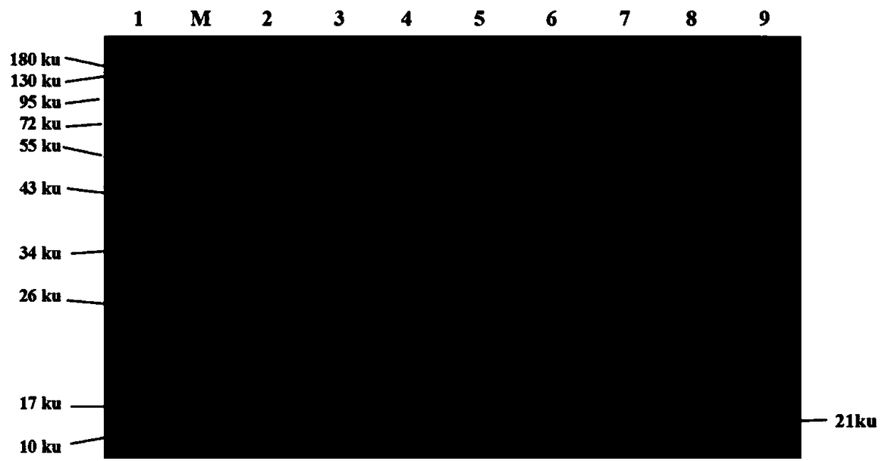 Brucella antibody competitive AlphaLISA detection kit and detection method thereof