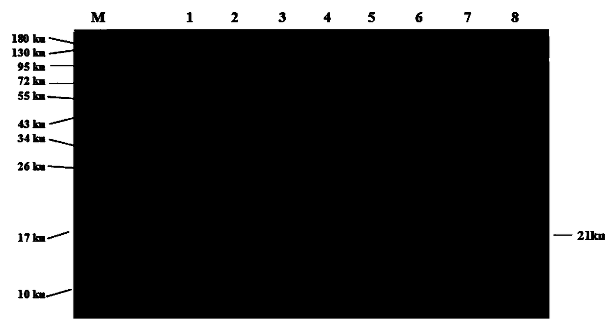 Brucella antibody competitive AlphaLISA detection kit and detection method thereof