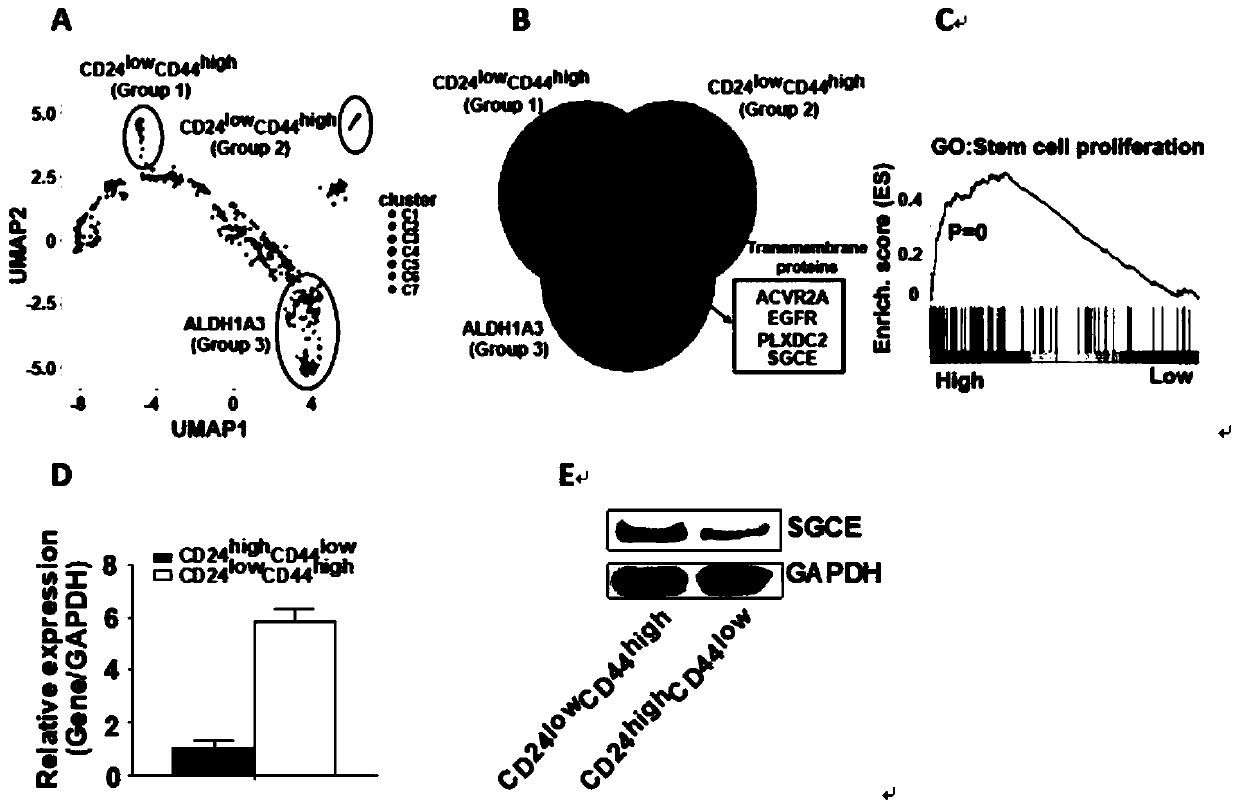 Application of SGCE gene as triple negative breast cancer marker