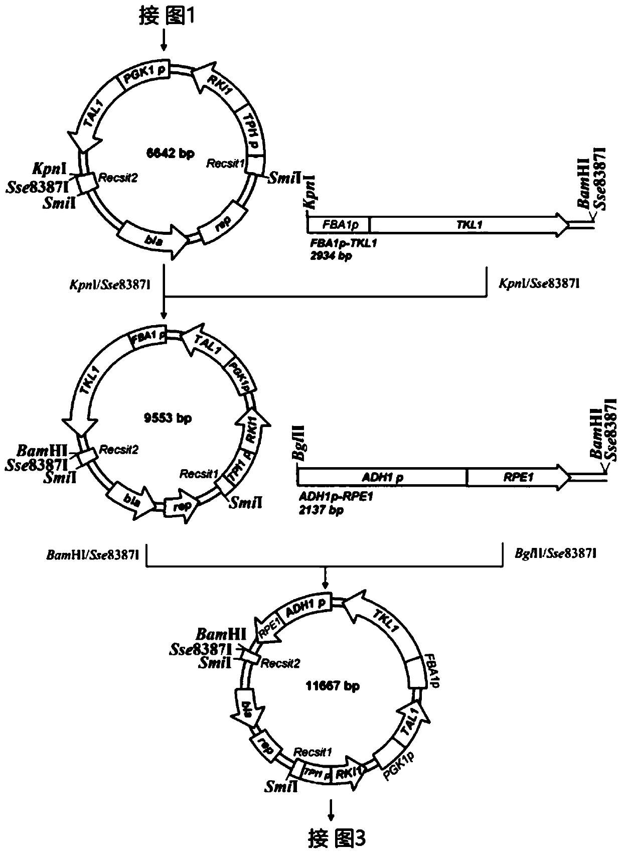 Method for improving xylose utilization capacity of recombinant saccharomyces cerevisiae strain and mutant strain of recombinant saccharomyces cerevisiae stain