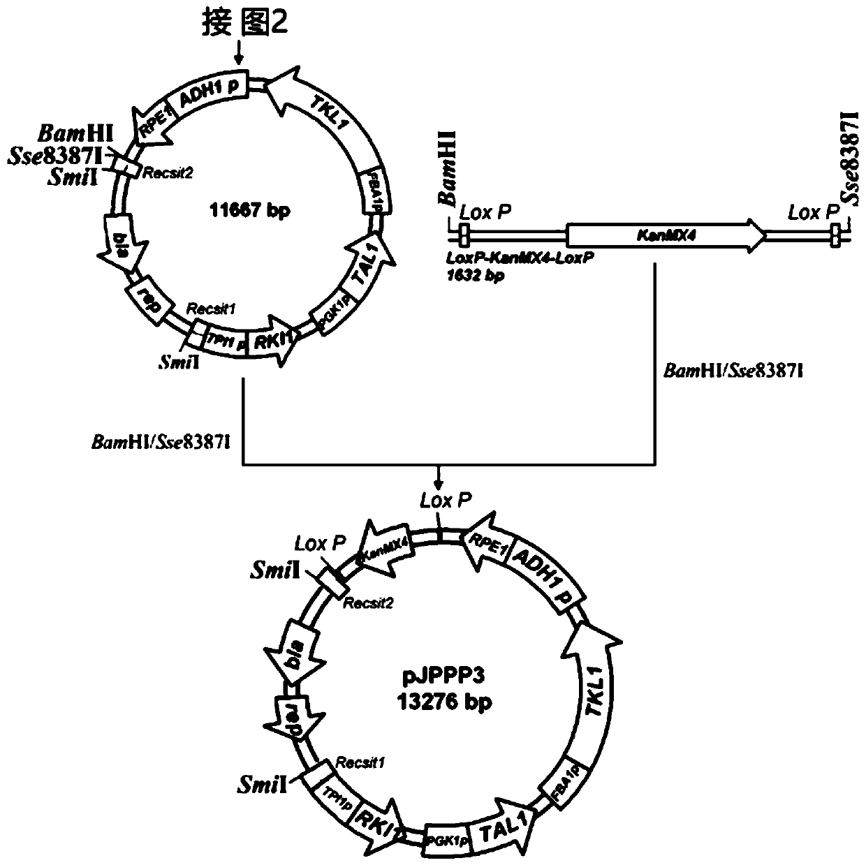 Method for improving xylose utilization capacity of recombinant saccharomyces cerevisiae strain and mutant strain of recombinant saccharomyces cerevisiae stain