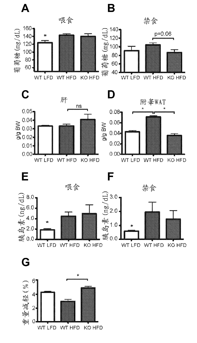 Sirt4 and uses thereof