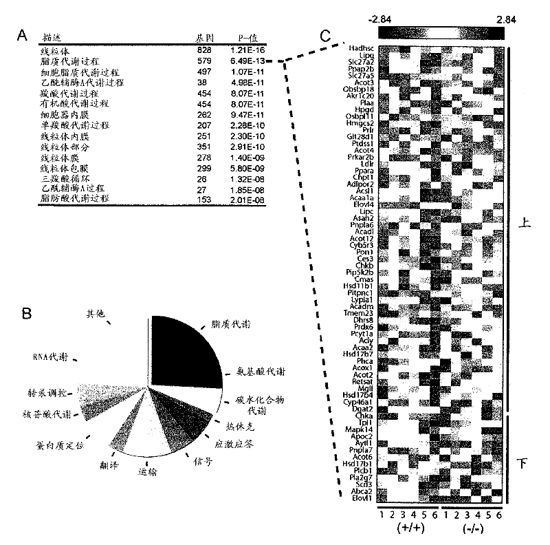 Sirt4 and uses thereof