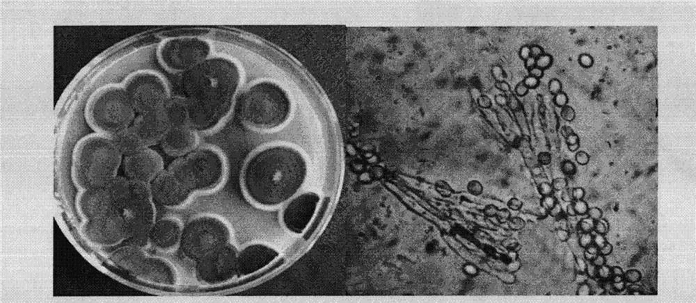 Penicillium decumbens, culture method thereof, and application thereof in transforming steroid medicines