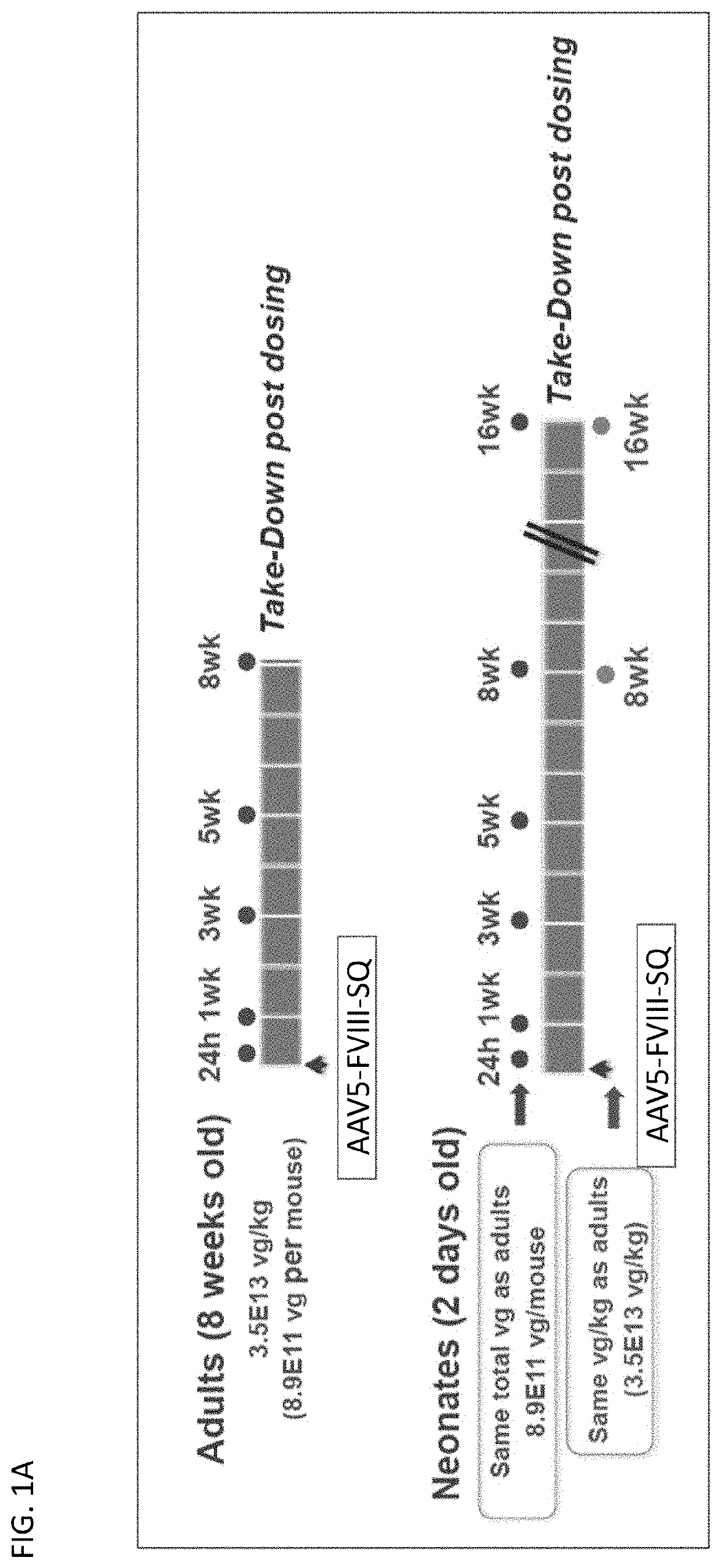 Stable expression of aav vectors in juvenile subjects