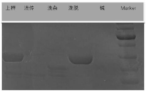 Immunoglobulin binding protein and its application