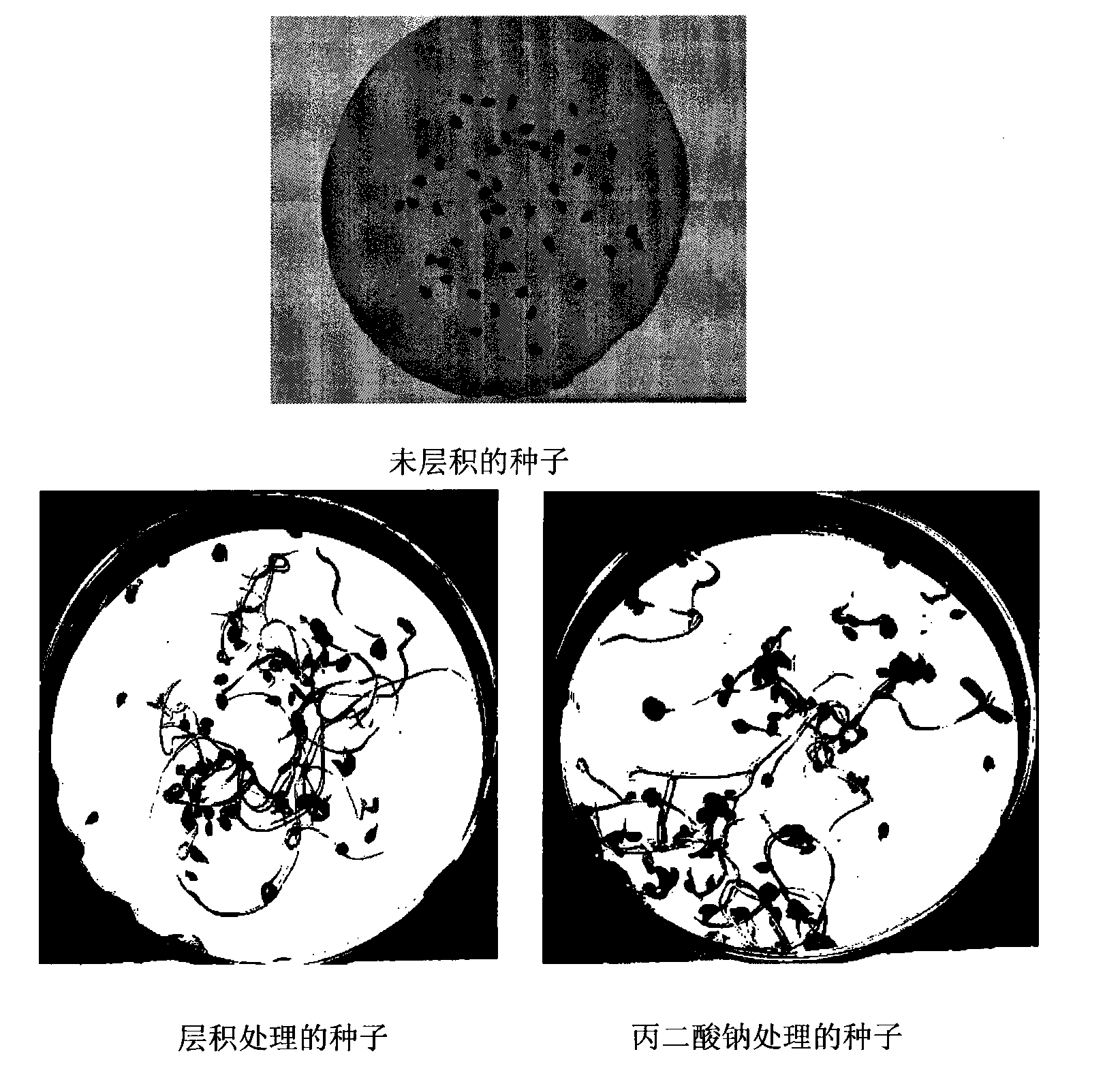 Method for promoting germination through release of pyrus betulaefolia seed dormancy by sodium malonate