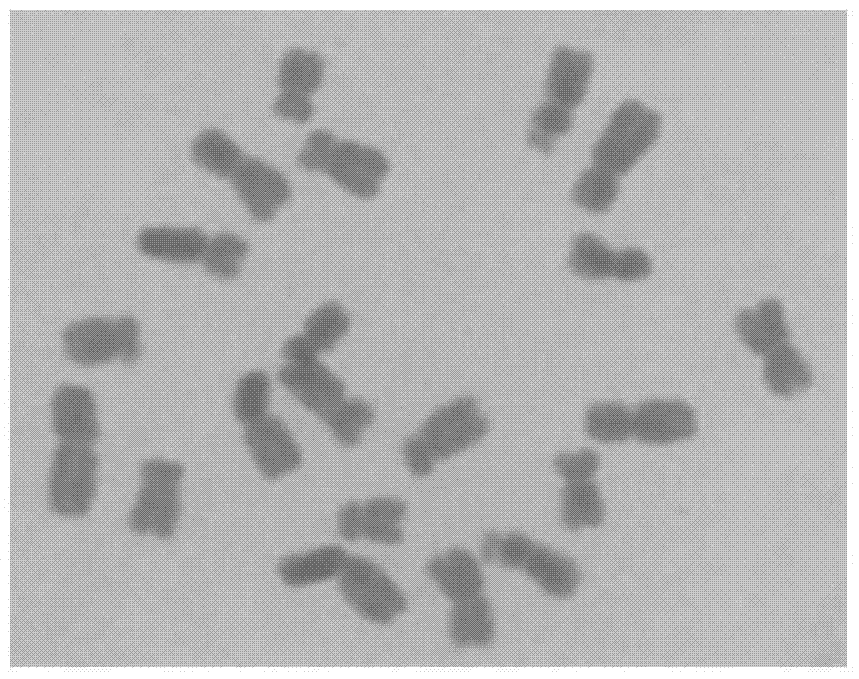 Molecular Marker and Application of Genic Sterile Gene of Monosomy Addition Line in Maize