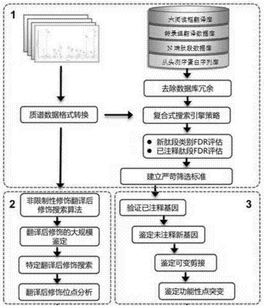 Bioinformatics method based on protein mass spectrum data annotation eukaryote genome