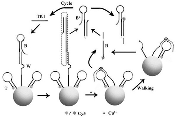 Dual-signal amplification AuNPs-DNA walker based on hairpin structure transformation and preparation method