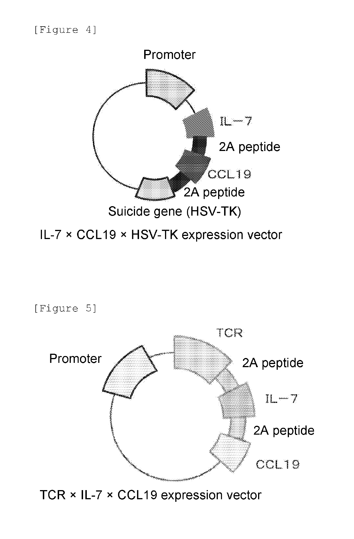 Immunocompetent cell and expression vector expressing regulatory factors of immune function