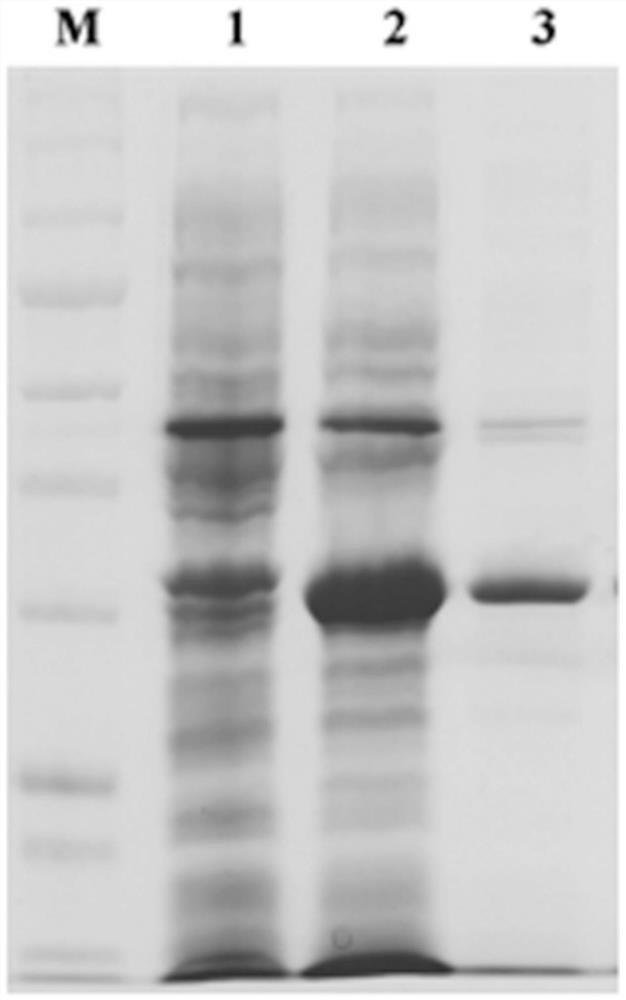 Indirect ELISA method of clostridium perfringens beta1 toxin antibody