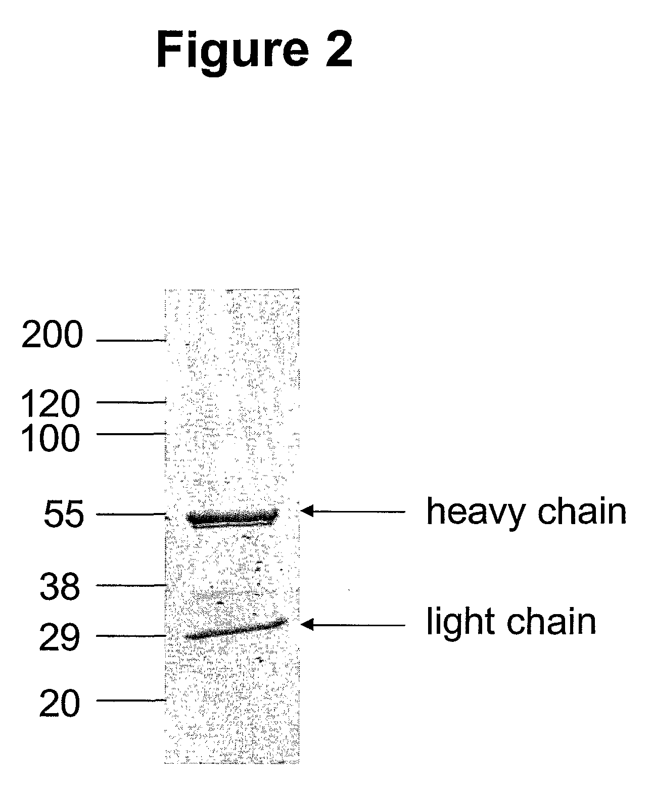 Immunoglobulins comprising predominantly a glcnacman3glcnac2 glycoform